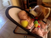 Dog Steals Baby Toy, Apologizes With Own Toys