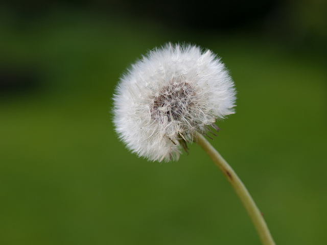 Dandelion